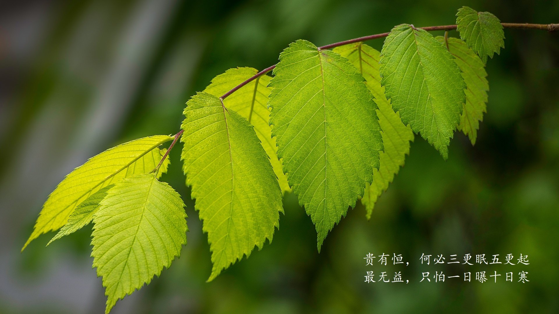 爱游戏体育平台-斯洛伐克憾平西班牙，欧锦赛强出线前途未卜，欧洲西班牙vs斯洛伐克