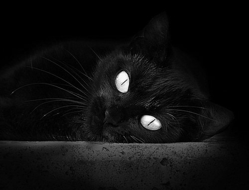 澳大利亚联赛外援贡献突出，澳大利亚队阵容
