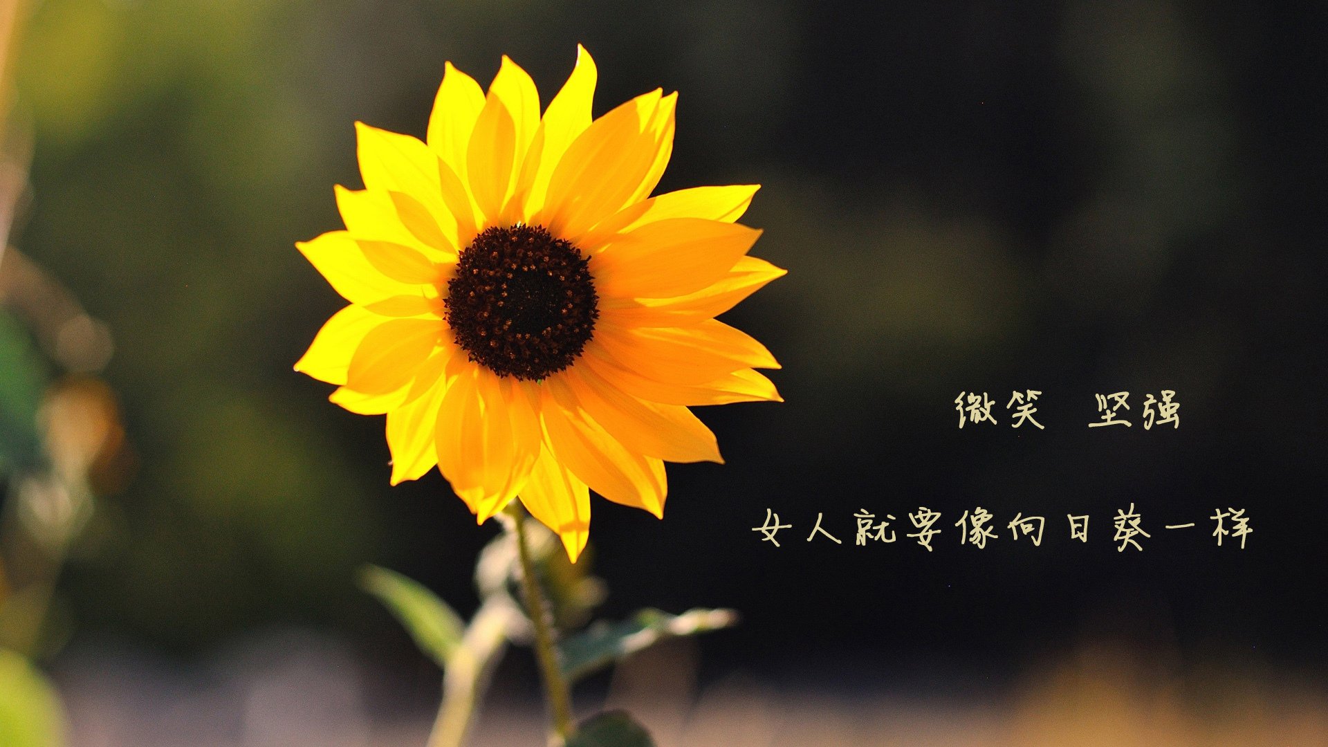 篮球运动员专项技能培训效果评估体系,篮球运动员专项技能特征