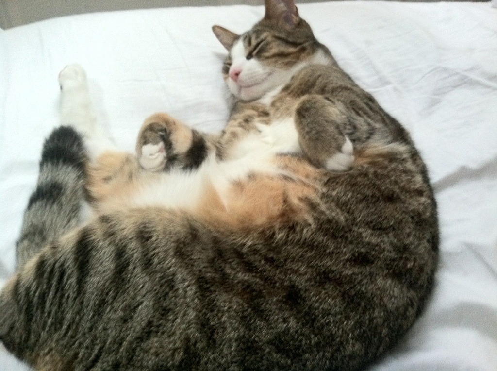 篮球运动员专项体能训练负荷调节,篮球运动员的体能训练涵盖的六大项内容