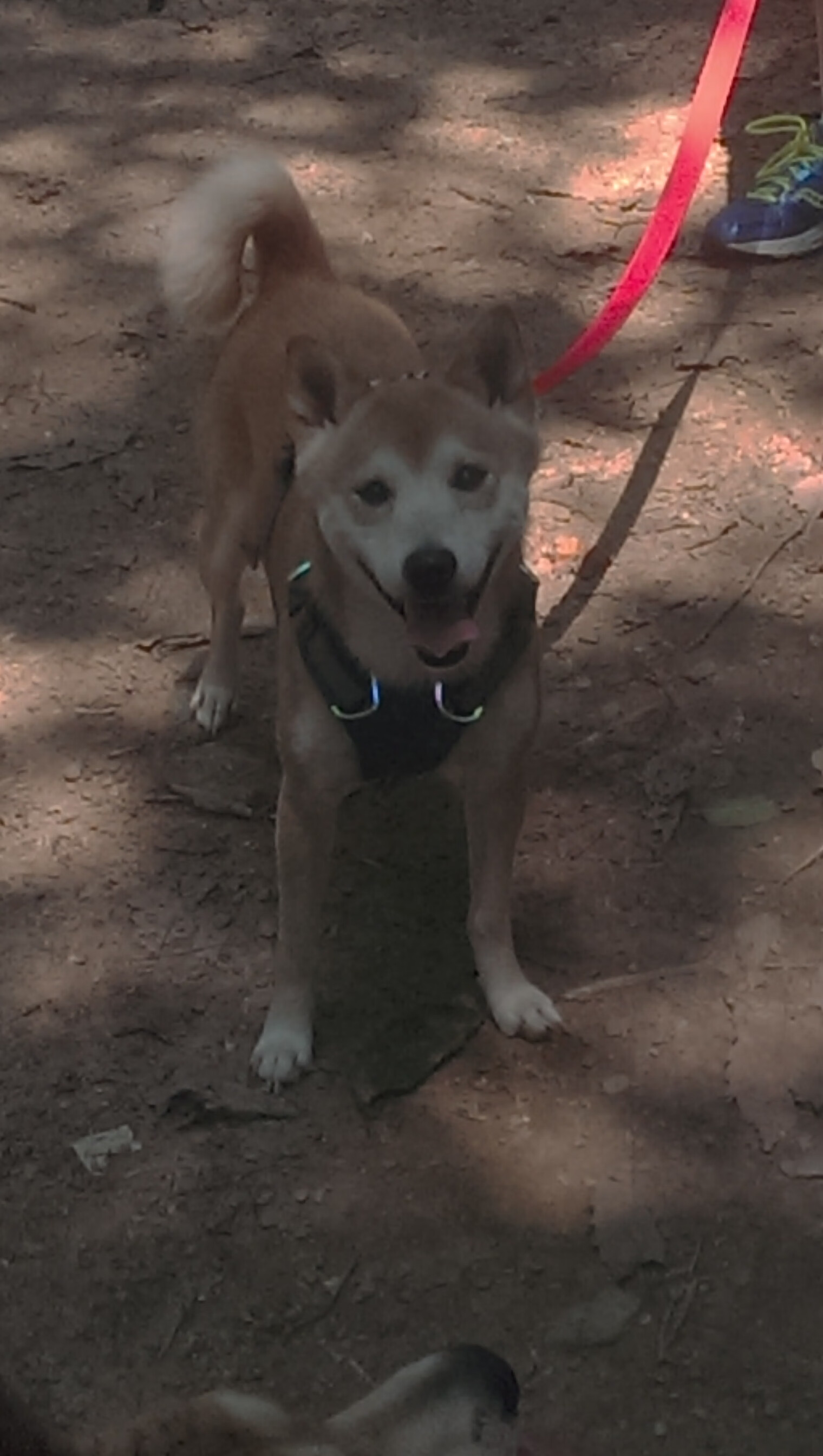 高校体育科研评价机制与成果产出对比分析,学校体育科研课题制度