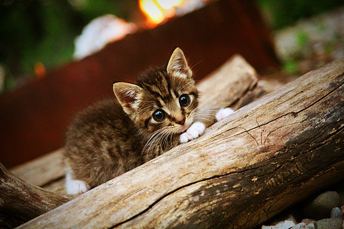 CBA球队优化战术板块精细化管理,当前cba联赛主要采取的防守方式