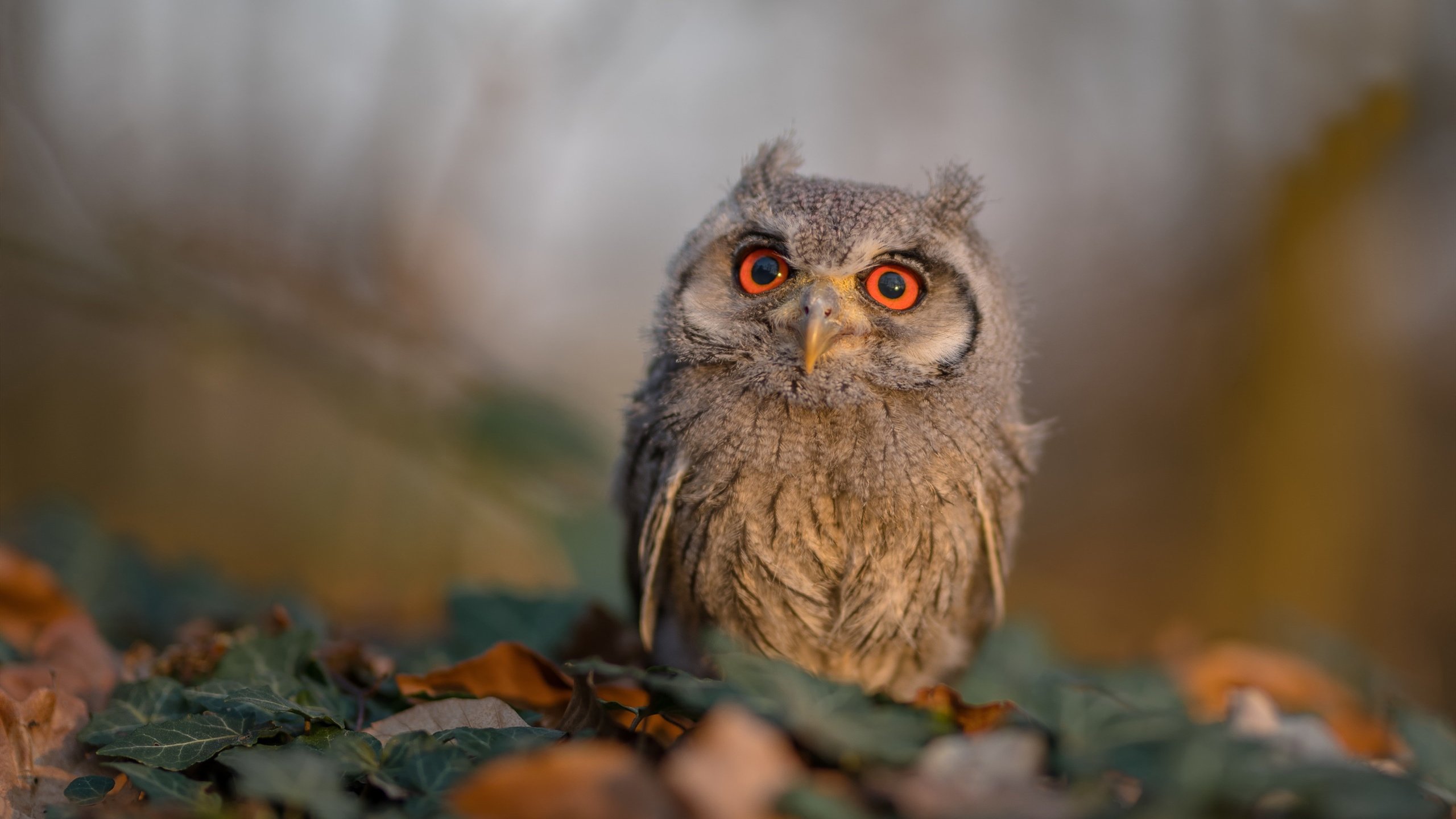 CBA球队主客场氛围差距是否影响成绩,cba主客场制度