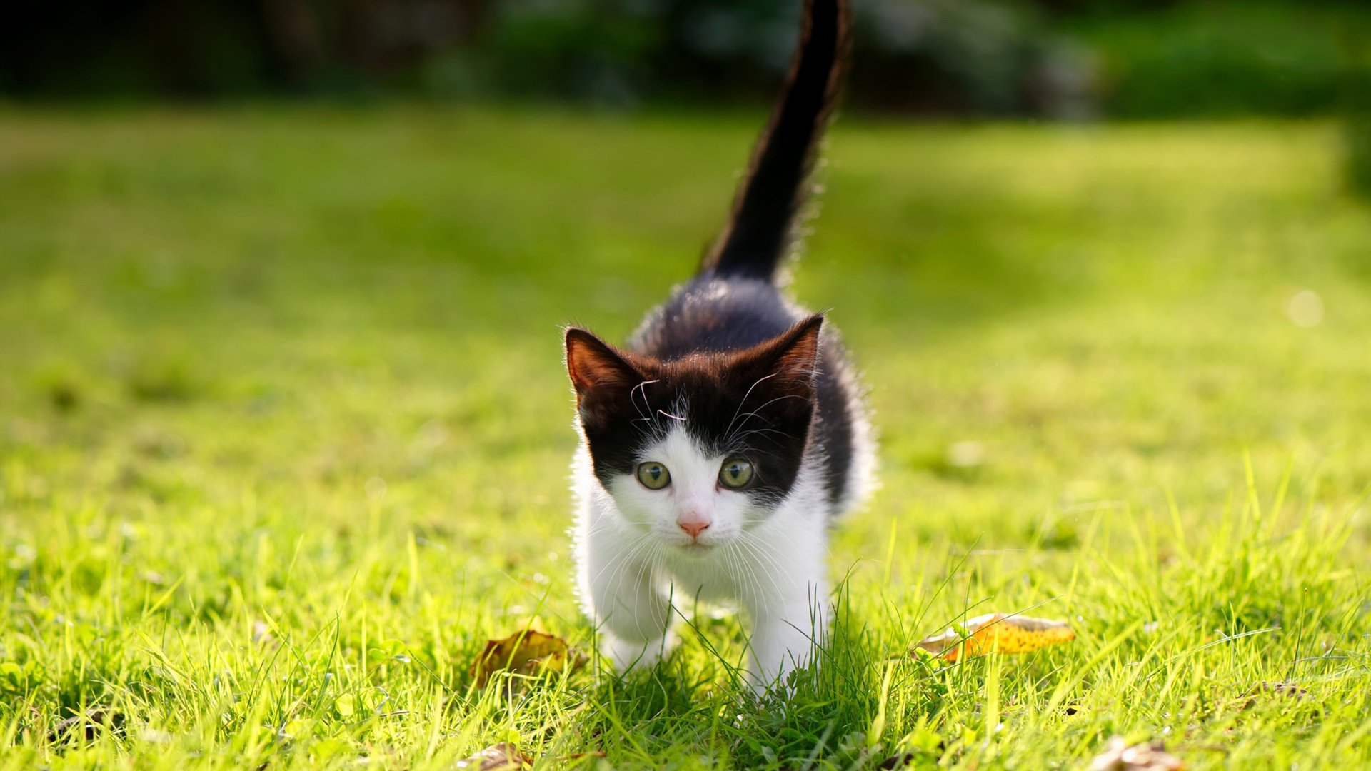 AYX官网-自由泳战术布置灵活应变,自由泳讲解