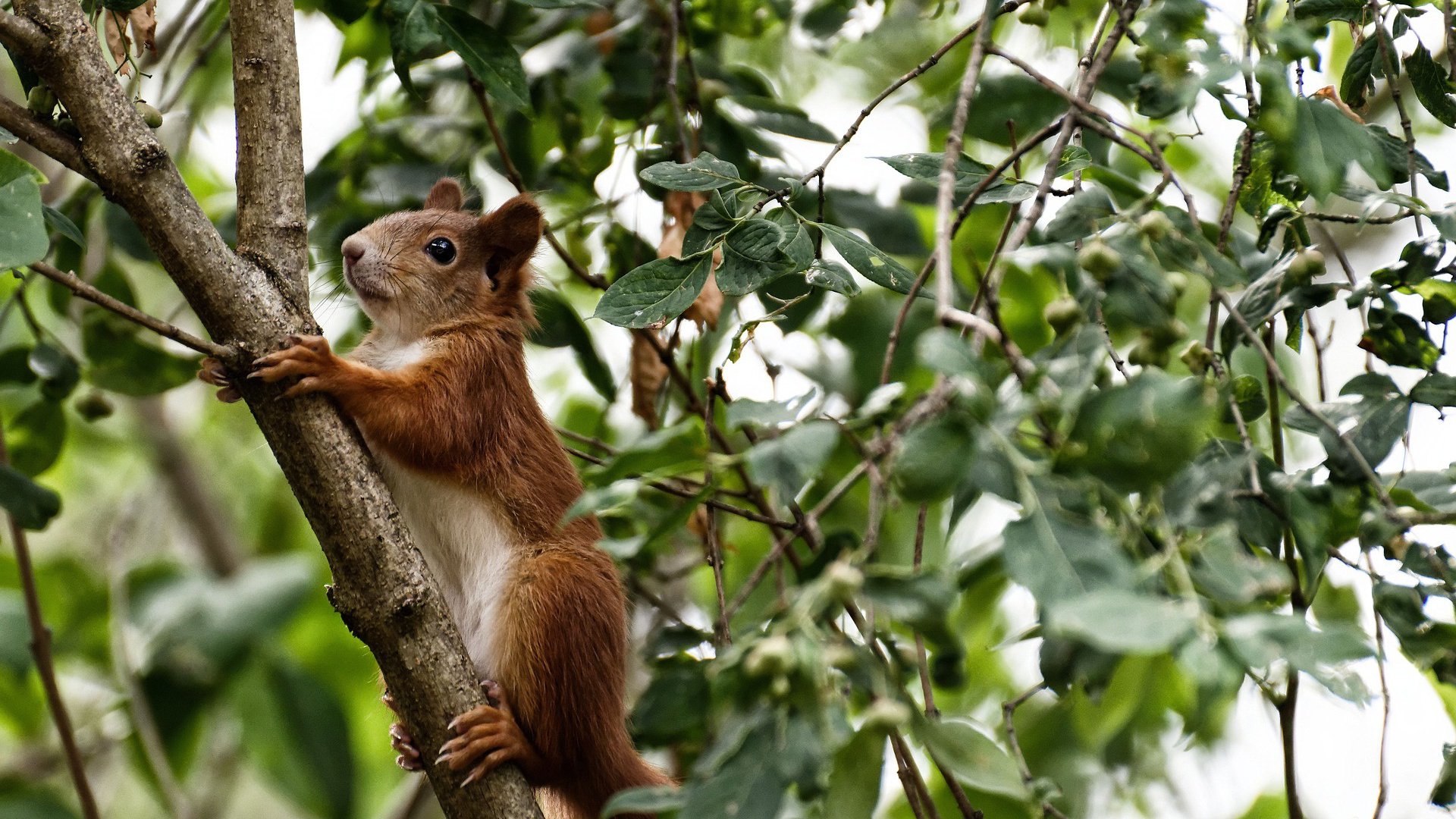 仰泳末段加速吉尔吉斯斯坦抢占先机,仰泳2017