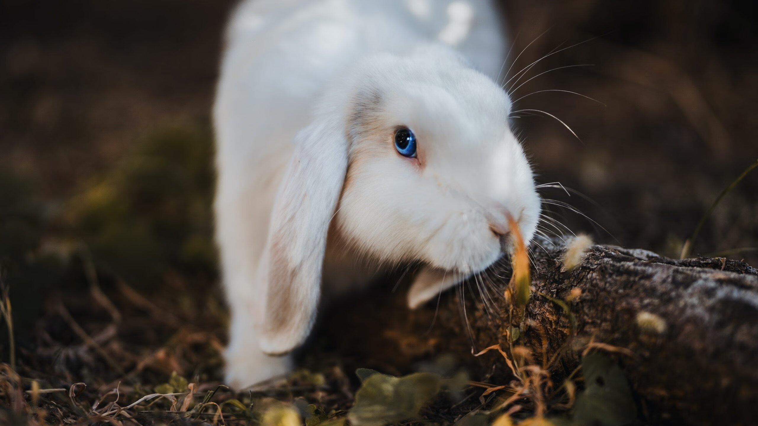 爱游戏综合娱乐-尼克斯全场压迫防守造成多次失误，尼克斯全场压迫防守造成多次失误怎么办