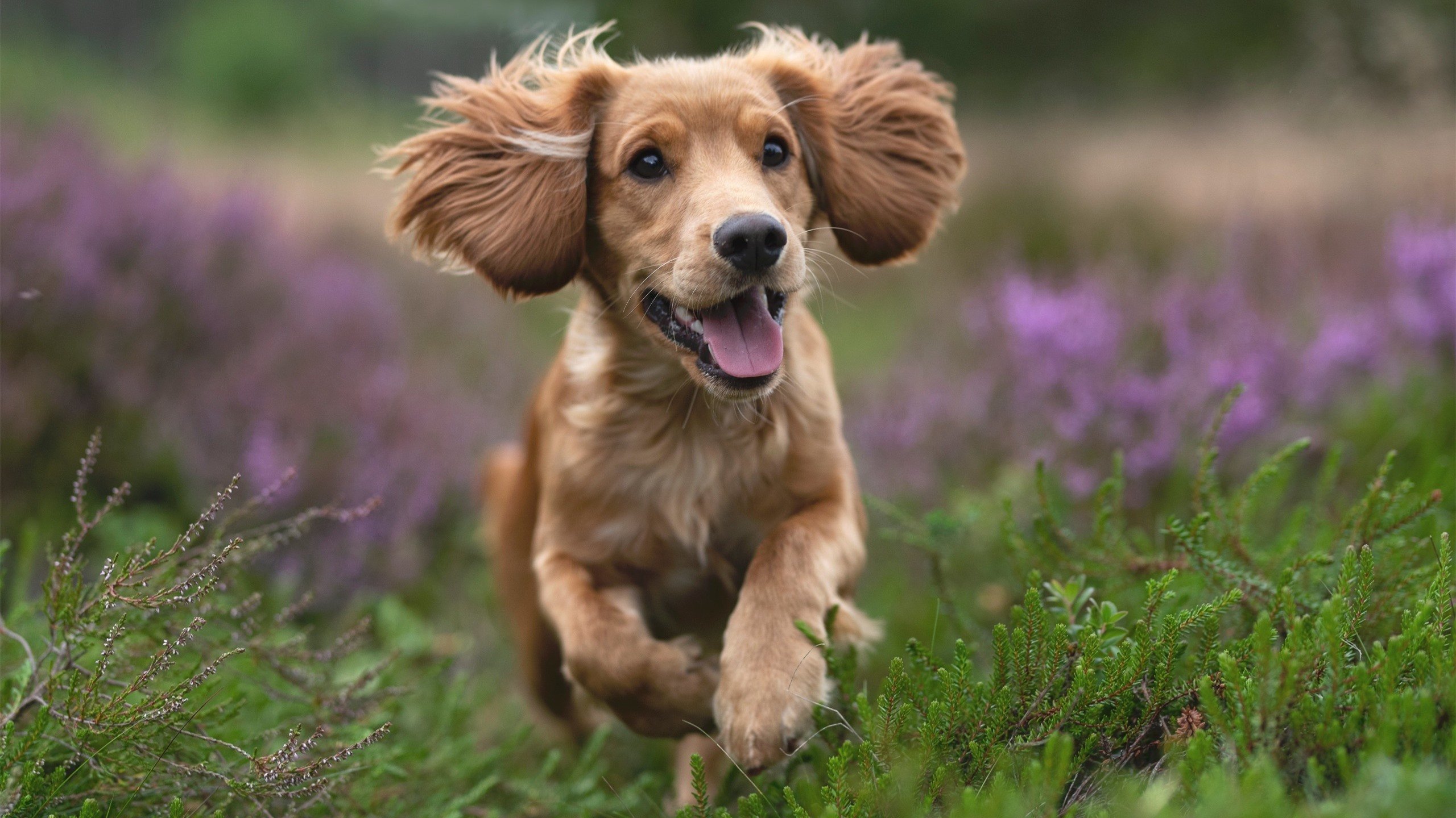 森林狼签约欧洲潜力新人展开培养计划，森林狼球员名单