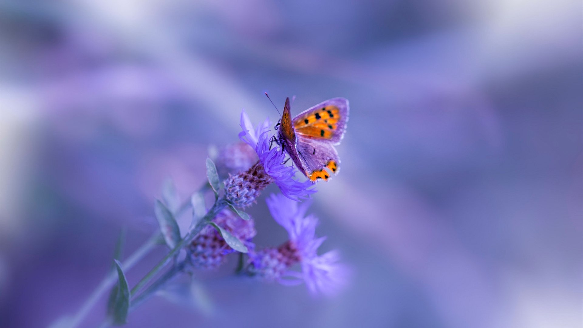 爱游戏平台-英超冠军悬念：精彩纷呈，胜负难料！，英超冠军2020-2021