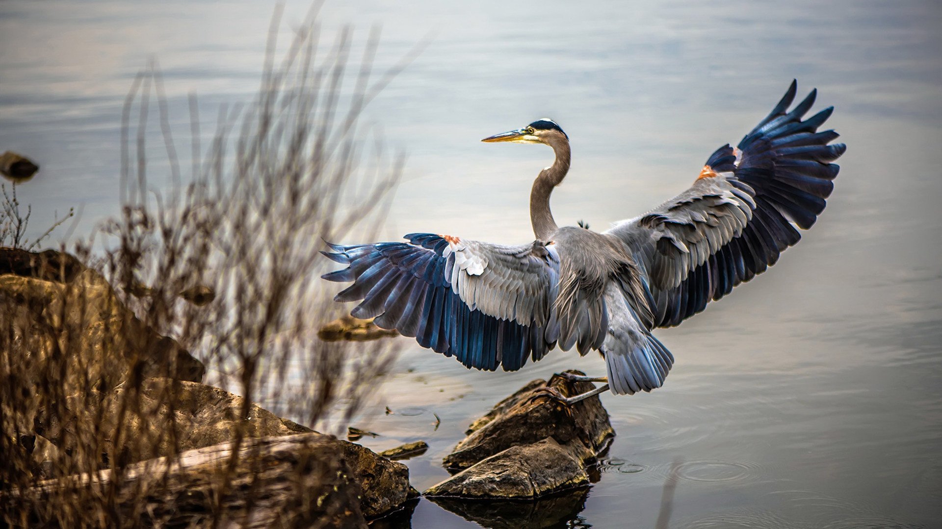 黎巴嫩男篮在西亚锦标赛中拼搏不止,冲击奥运门票梦想,黎巴嫩男篮12人名单